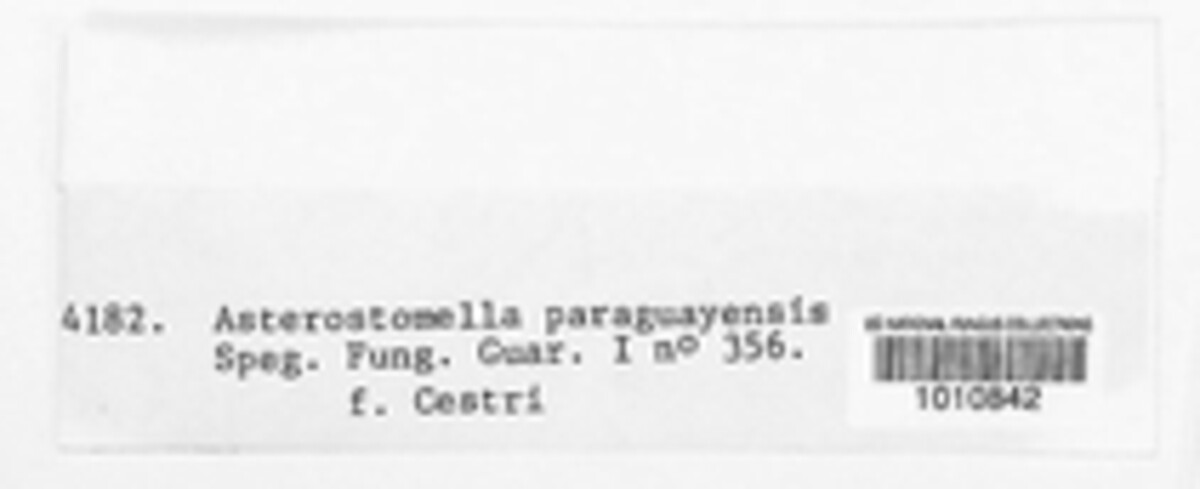 Asterostomella paraguayensis image